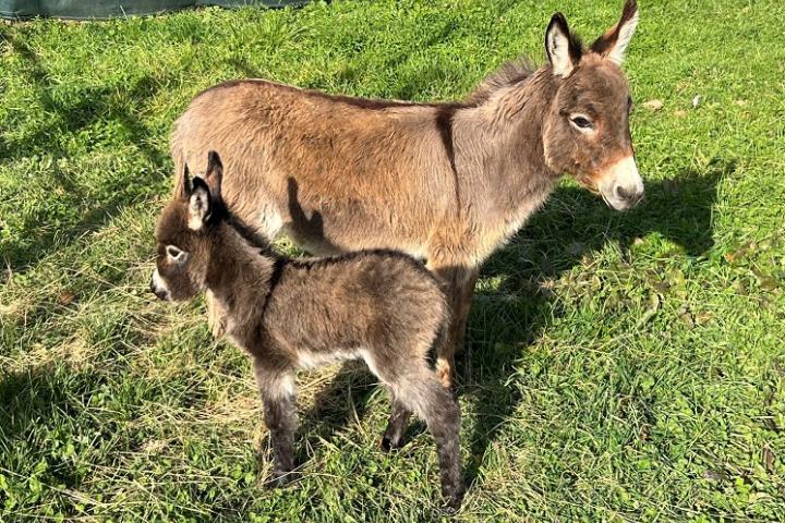 Anesse Francarolis micromini et sa maman