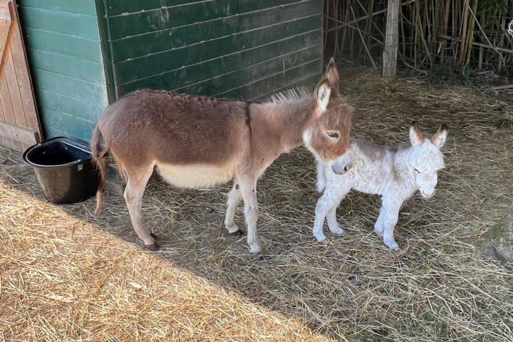 Olaff Francarolis et sa maman Icône