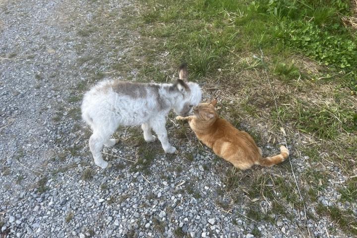 Olaff Francarolis et Tictic le chat