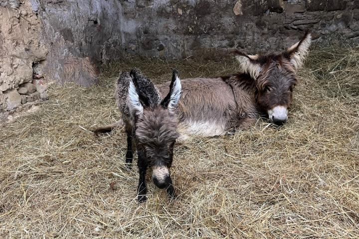 Olala Francarolis à la naissance