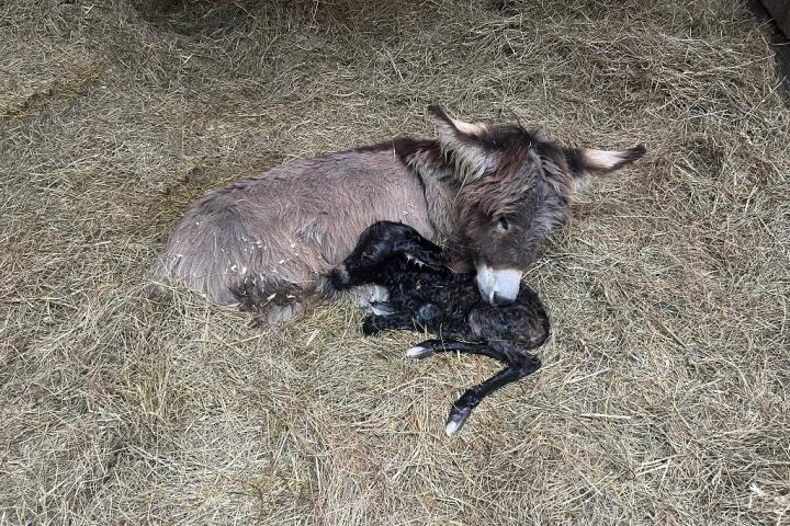 Olala Francarolis ânesse woolly ultramini à la naissance