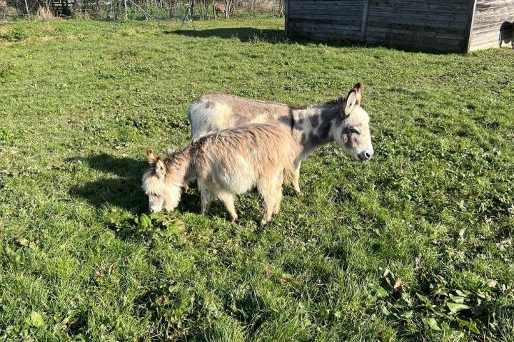 Orfée Francarolis ânesse micro pie et sa maman Amour