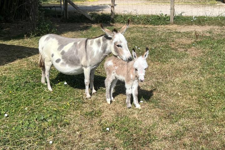 Orfée Francarolis et Amour sa maman 