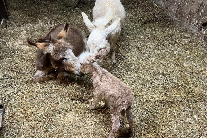 roméo Francarolis naissance avec Kiwi et Salome