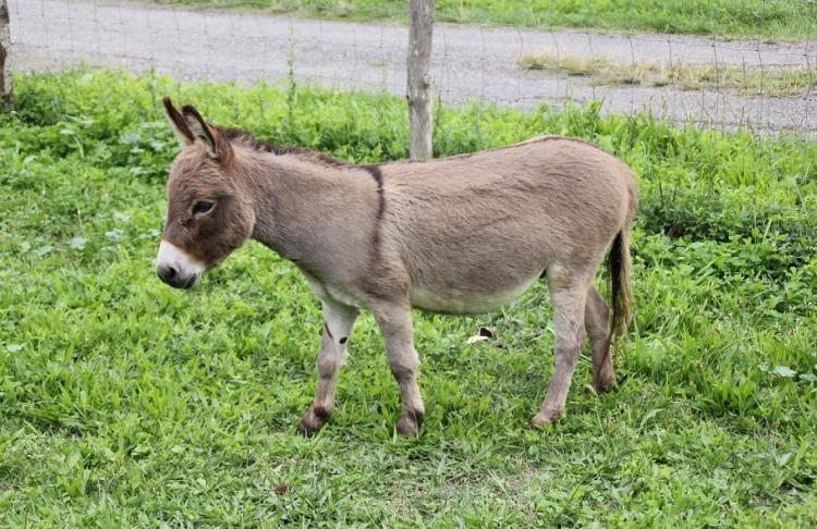  Barnyard Brayers Gunner mâle reproducteur micromini de seulement 65 cm américain